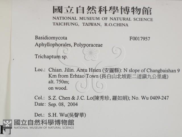 附毛菌屬藏品圖，第2張