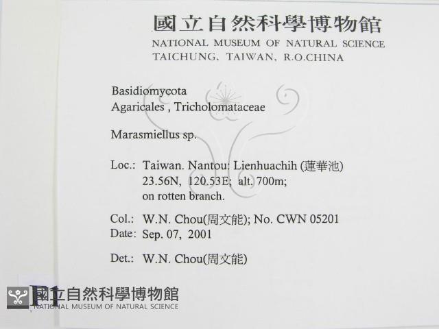 微皮傘屬藏品圖，第2張