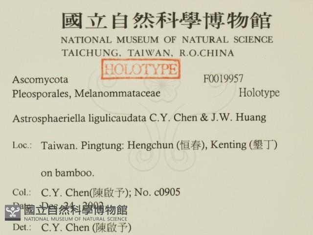 登錄號:F0019957藏品圖，第2張