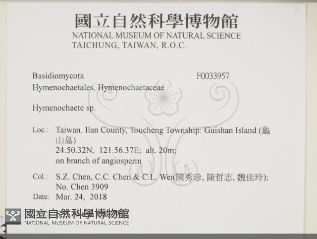 刺革菌屬藏品圖，第2張