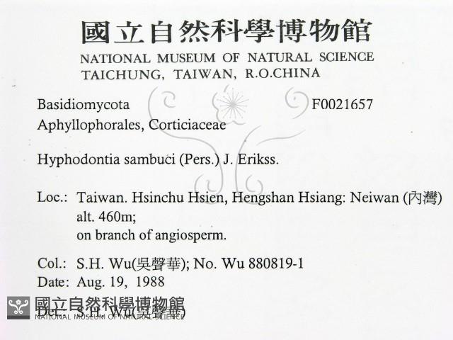 冇骨消絲齒菌藏品圖，第2張