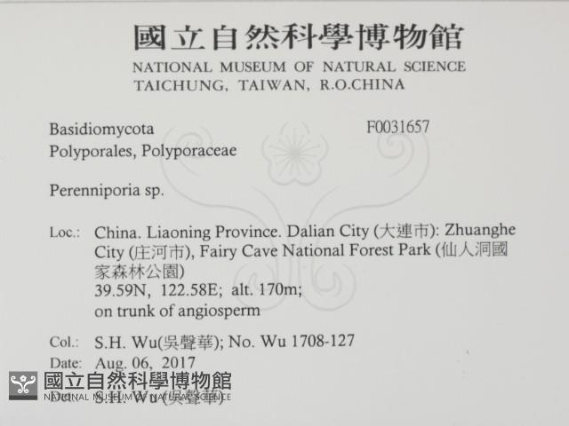 多年臥孔菌屬藏品圖，第2張