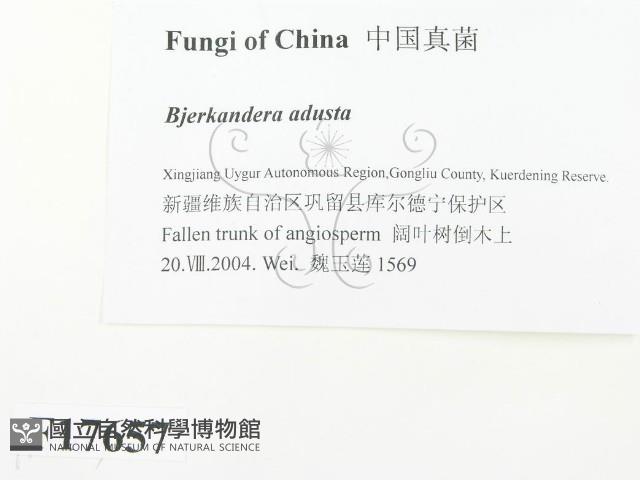 煙管菌藏品圖，第2張