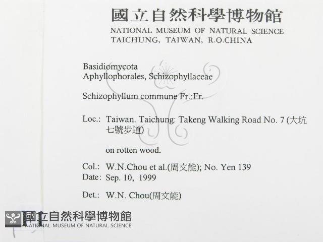 裂褶菌藏品圖，第2張