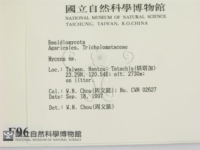 小菇屬藏品圖，第2張