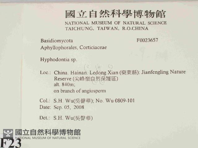 絲齒菌屬藏品圖，第2張