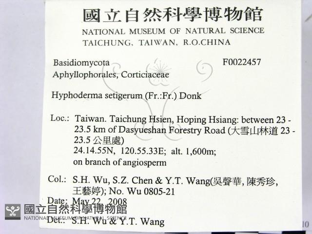 剛毛絲皮菌藏品圖，第2張