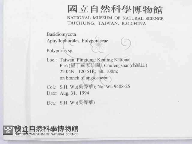 多孔菌屬藏品圖，第2張