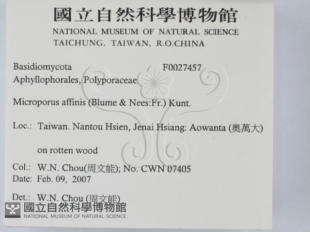 相鄰小孔菌藏品圖，第2張