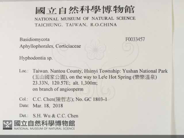 絲齒菌屬藏品圖，第2張