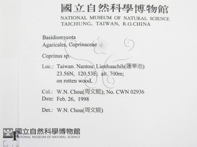 鬼傘屬藏品圖，第2張