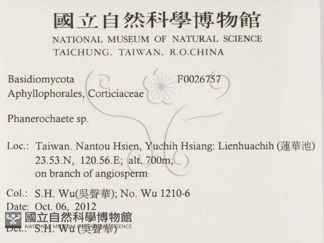 顯絲菌屬藏品圖，第2張