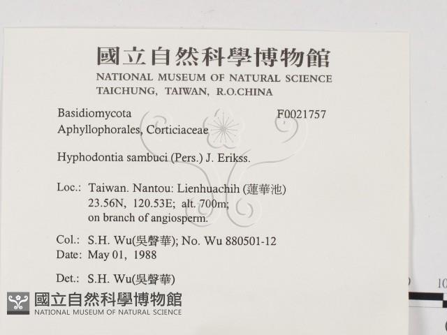 冇骨消絲齒菌藏品圖，第2張