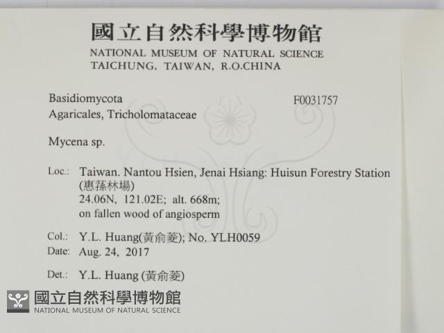 小菇屬藏品圖，第2張