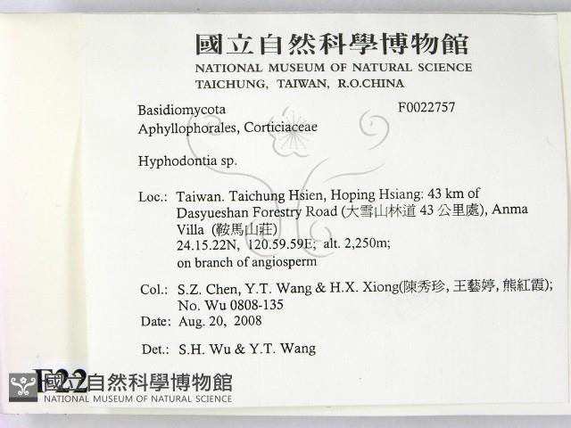 絲齒菌屬藏品圖，第2張