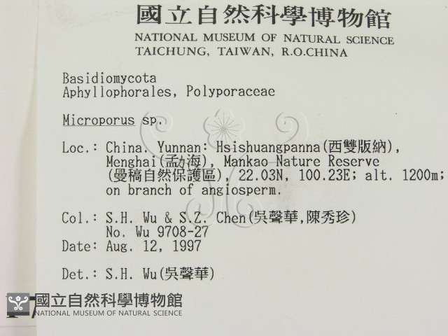 小孔菌屬藏品圖，第2張