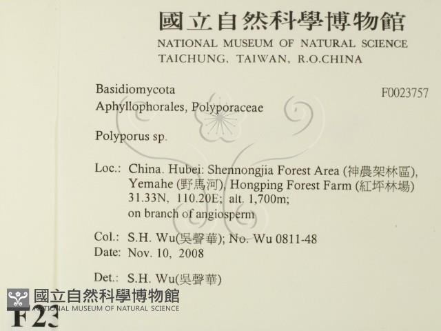 多孔菌屬藏品圖，第2張