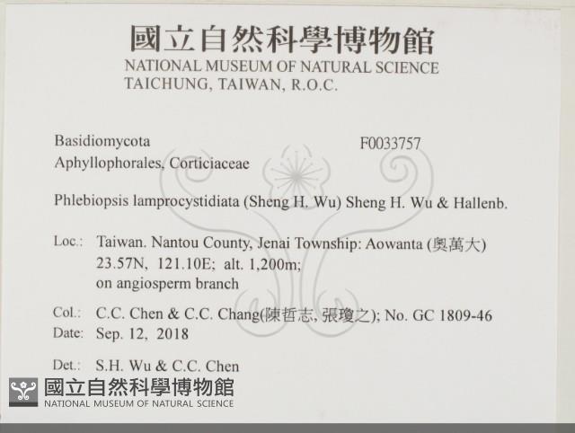 燈籠囊擬射脈菌藏品圖，第2張