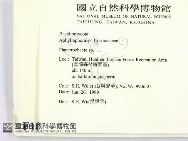 顯絲菌屬藏品圖，第2張