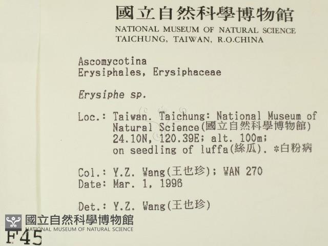 白粉病藏品圖，第2張