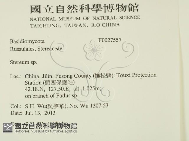 韌革菌屬藏品圖，第2張