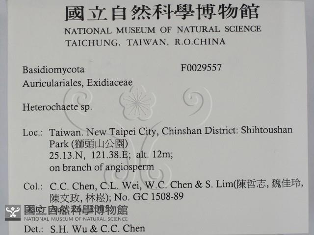 刺皮菌屬藏品圖，第2張