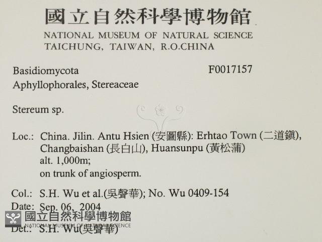 韌革菌屬藏品圖，第2張