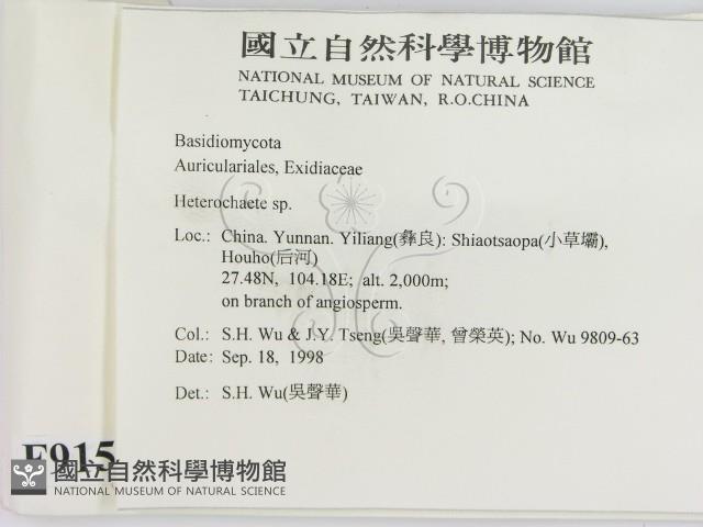 刺皮菌屬藏品圖，第2張