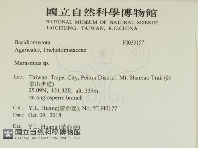 小皮傘屬藏品圖，第2張