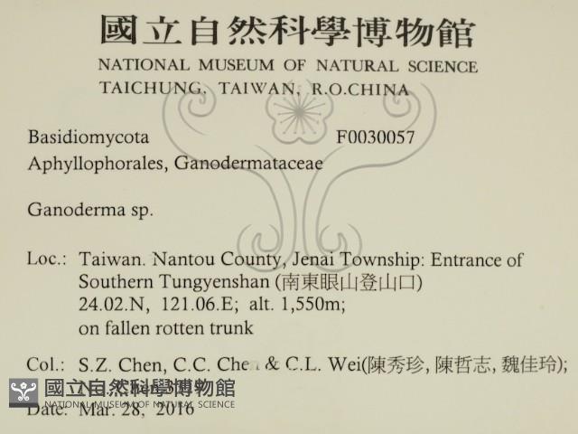 靈芝屬藏品圖，第2張