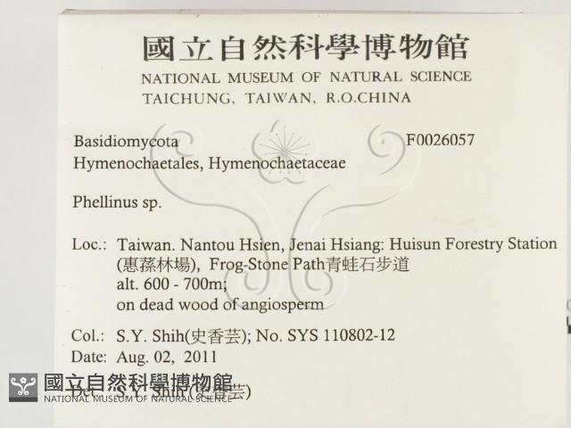 木層孔菌屬藏品圖，第2張