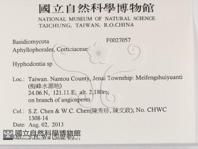 絲齒菌屬藏品圖，第2張