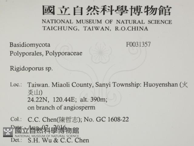 硬孔菌屬藏品圖，第2張