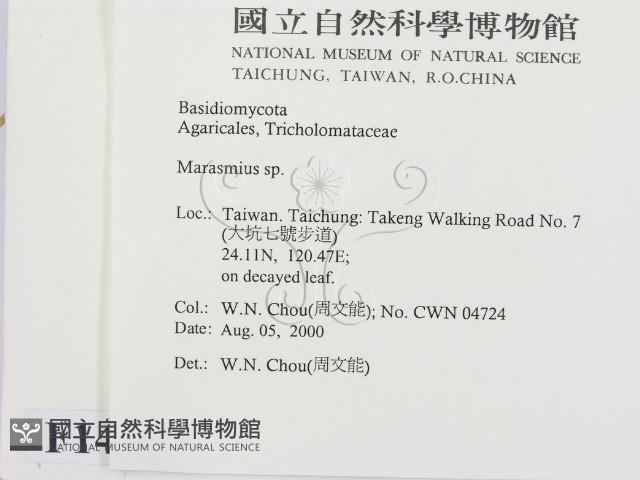 小皮傘屬藏品圖，第2張