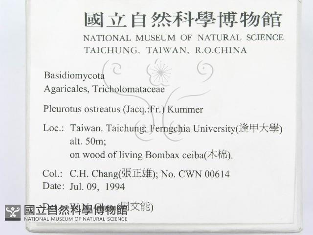 糙皮側耳藏品圖，第2張