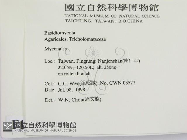小菇屬藏品圖，第2張