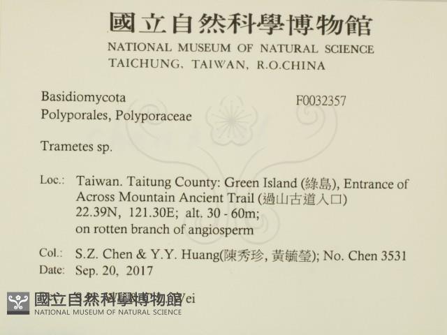 栓菌屬藏品圖，第2張