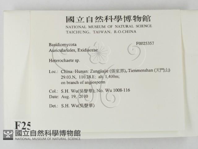刺皮菌屬藏品圖，第2張