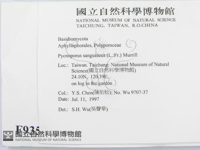 血紅密孔菌藏品圖，第2張