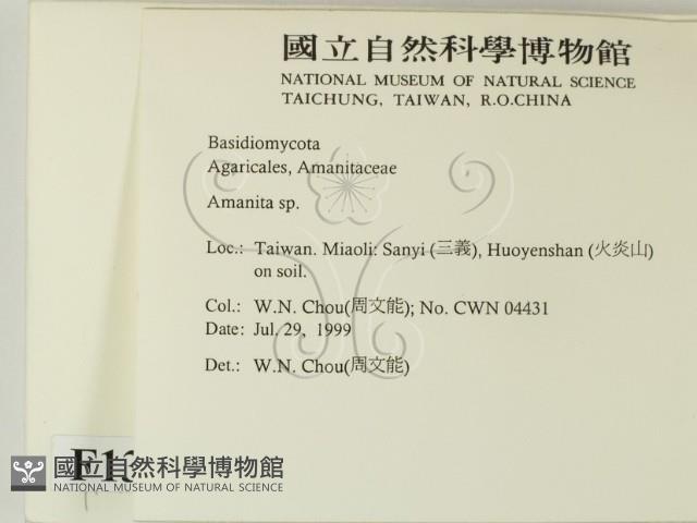 鵝膏屬藏品圖，第2張