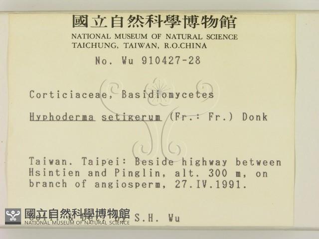 剛毛絲皮菌藏品圖，第2張