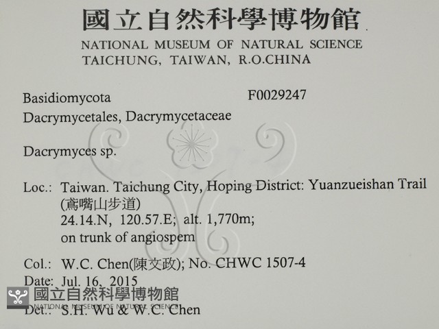 花耳屬藏品圖，第2張