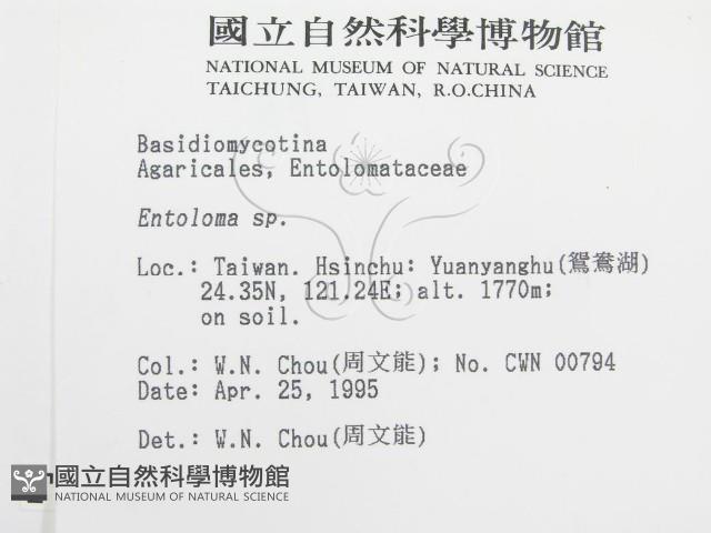 粉褶菌屬藏品圖，第2張
