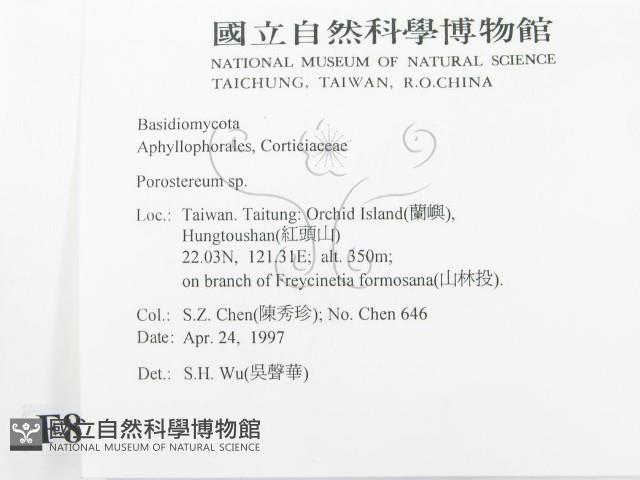 孔韌菌屬藏品圖，第2張