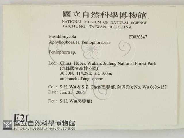 筍殼菌屬藏品圖，第2張