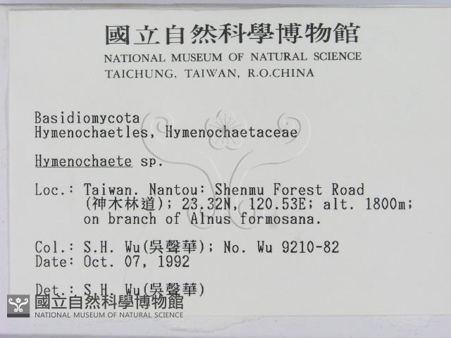 刺革菌屬藏品圖，第2張