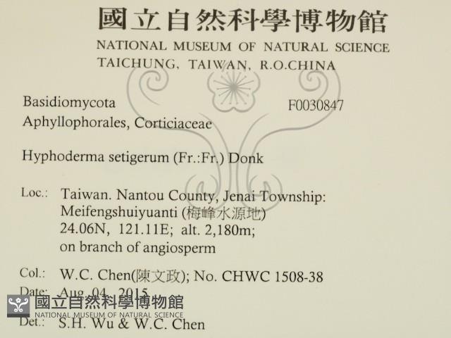 剛毛絲皮菌藏品圖，第2張