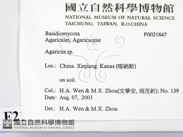 傘菌屬藏品圖，第2張