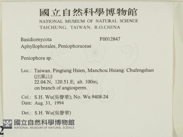 筍殼菌屬藏品圖，第2張