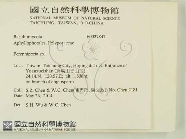 多年臥孔菌屬藏品圖，第2張